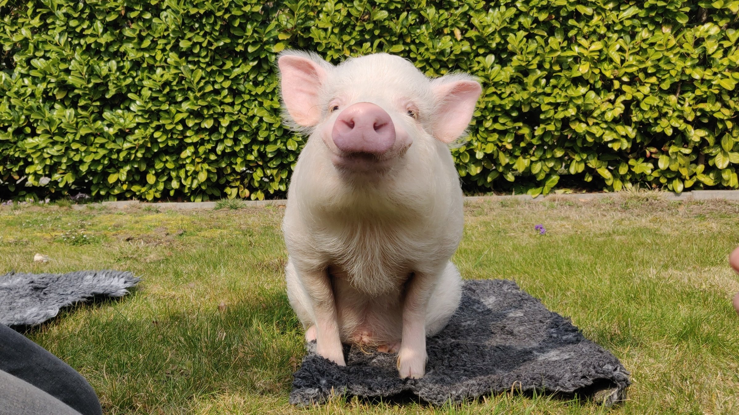 "planet e.: Sauschlau - Die unbekannte Welt der Schweine": Das Schwein Paul macht Sitz im Garten.