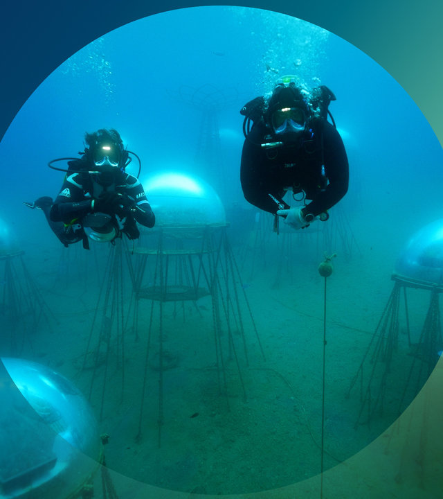 "planet e.: Quallenchips und Algenpesto - Neue Nahrung aus dem Meer": Taucher in einem Unterwassergarten.
