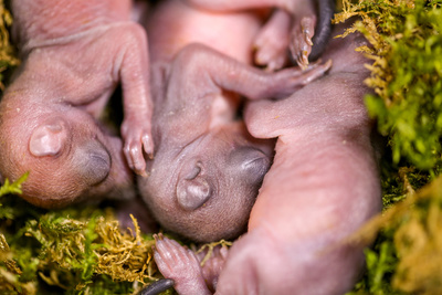 Geheimnisvolle Eichhörnchen