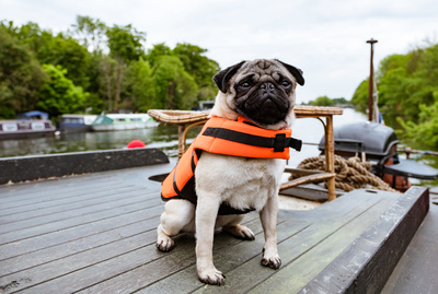 Ein Mops zum Verlieben