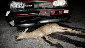 wissen aktuell: Artensterben auf der Straße -<br/>Keine Chance für Wildtiere?