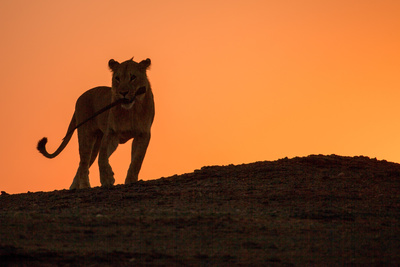 Wüstenkönige - Die Löwen der Namib