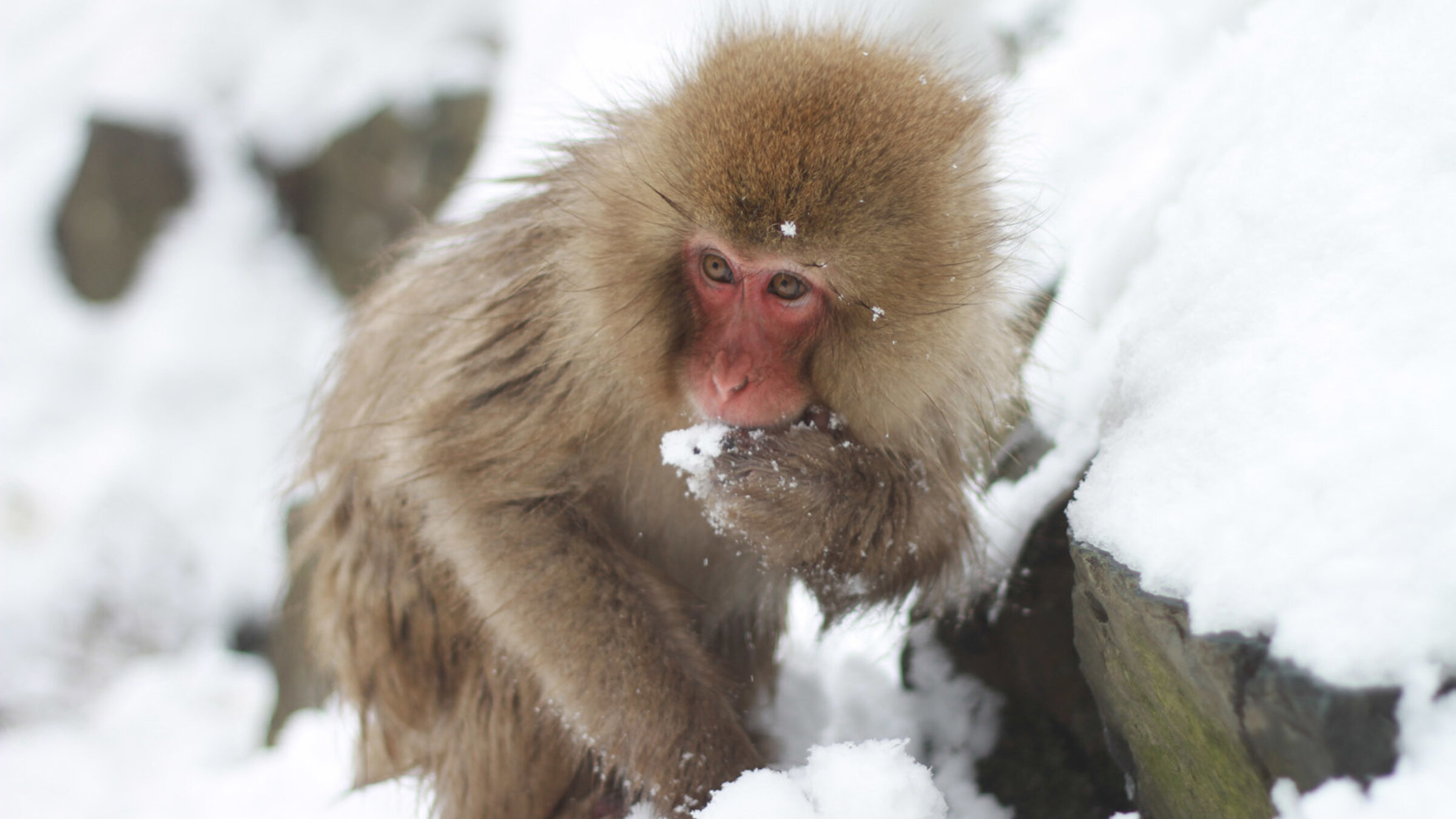 "Wilde Inseln: Japan": Ein Affe gräbt im tiefen Schnee nach Pilzen, Nüssen und Samen.