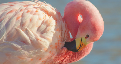 Die Farben der Tierwelt (1/2)
