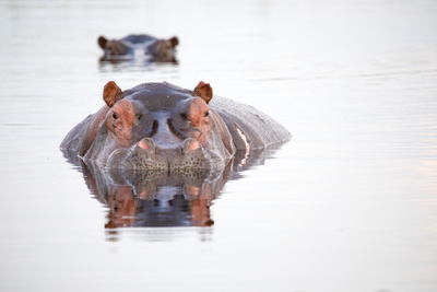 Hippos - Afrikas Flussgiganten