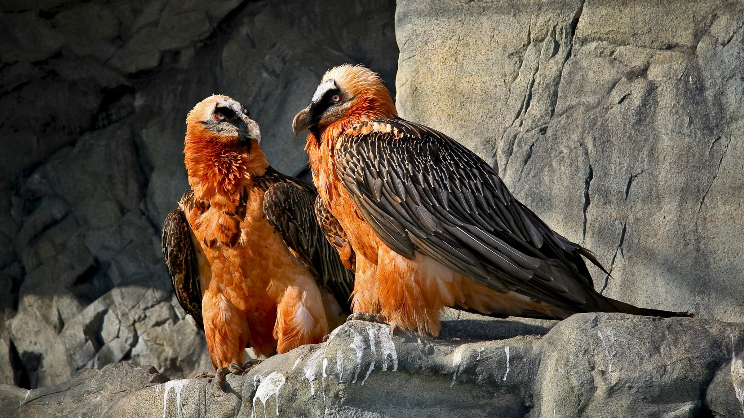 "Genpool der Alpen - Alpenzoo Innsbruck": Bartgeier-Paar.