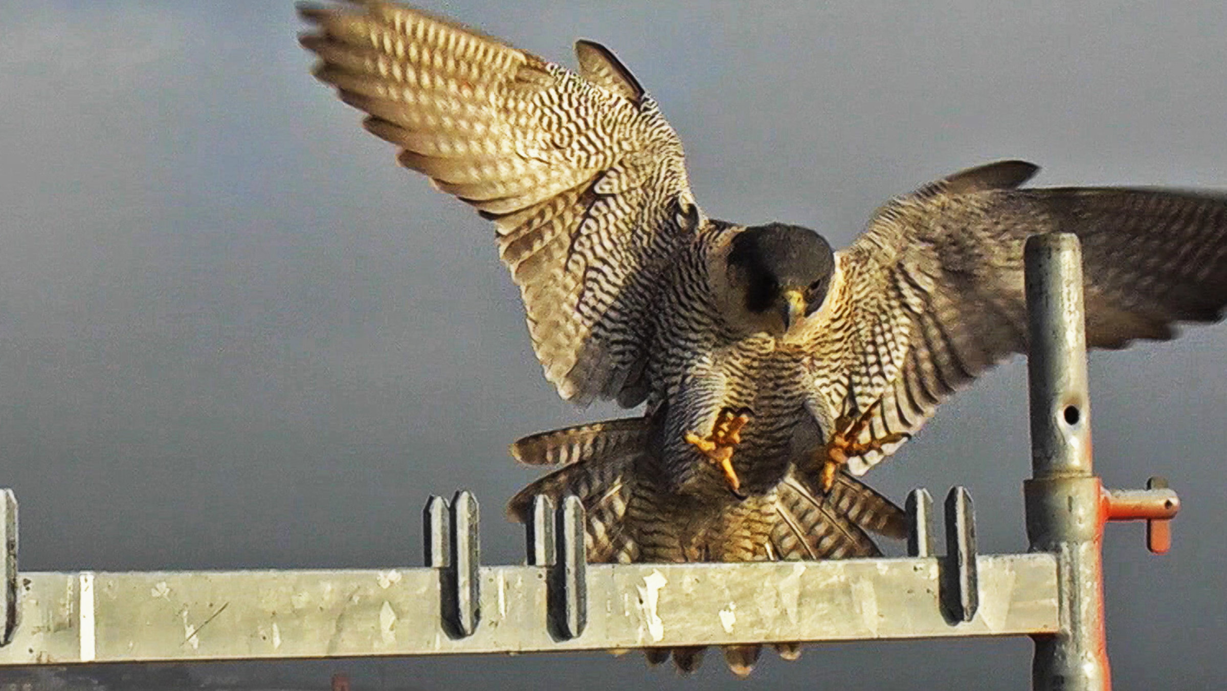 "NETZ NATUR, der Ruf des Falken" - Wanderfalken haben manche Städte erobert und besetzen dort am liebsten immer wieder dieselben hohen Aussichtspunkte