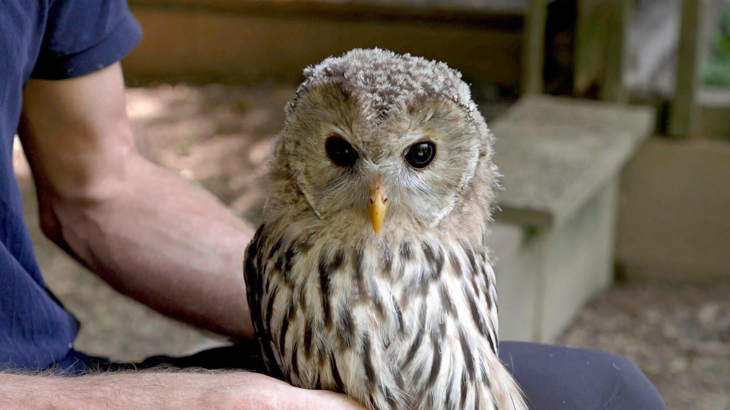 "Bedrohte Tierarten in Österreich - Der Habichtskauz": Wildtierökologe Richard Zink mit Habichtskauz-Jungvogel. Richard Zink und seinem Team gelang die Wiederansiedlung von Habichtskäuzen, der größten, in unseren Wäldern lebenden Eulenart.