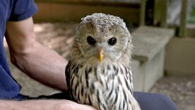 Bedrohte Tierarten in Österreich - Der Habichtskauz