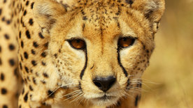 Serengeti - Wilde Geschichten aus der Savanne (5/6)