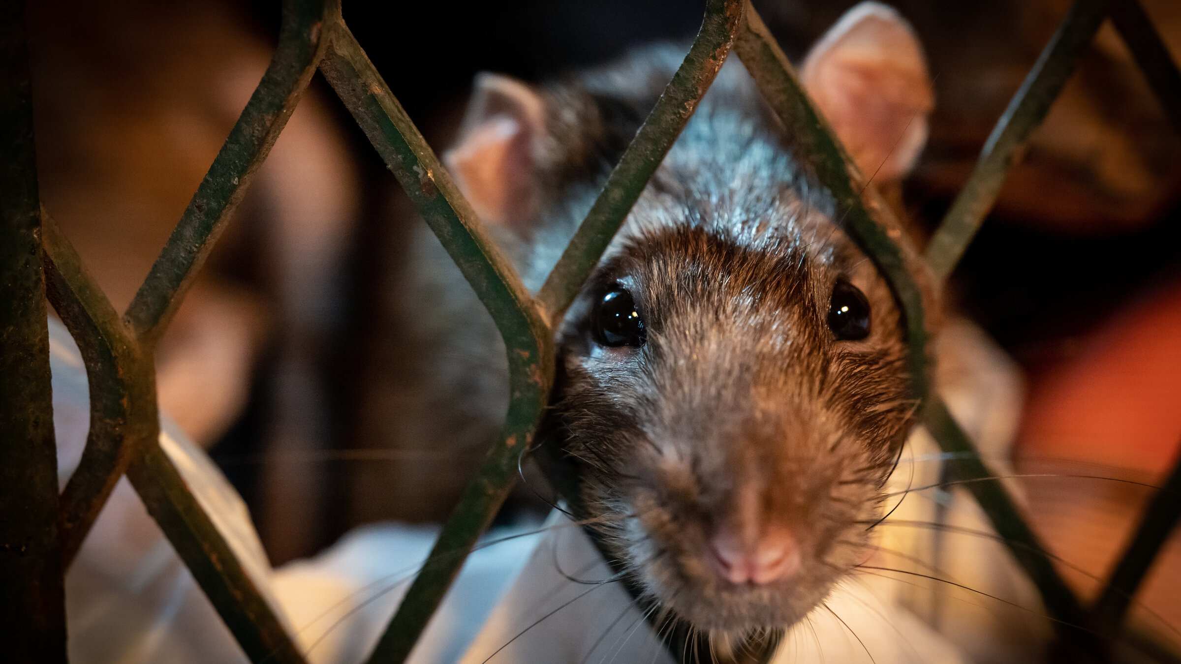 "NANO: Das erstaunliche Leben der Ratten": Eine braune Ratte taucht aus einem stÃ¤dtischen Buffet auf - stÃ¤dtische AbfallkÃ¶rbe.