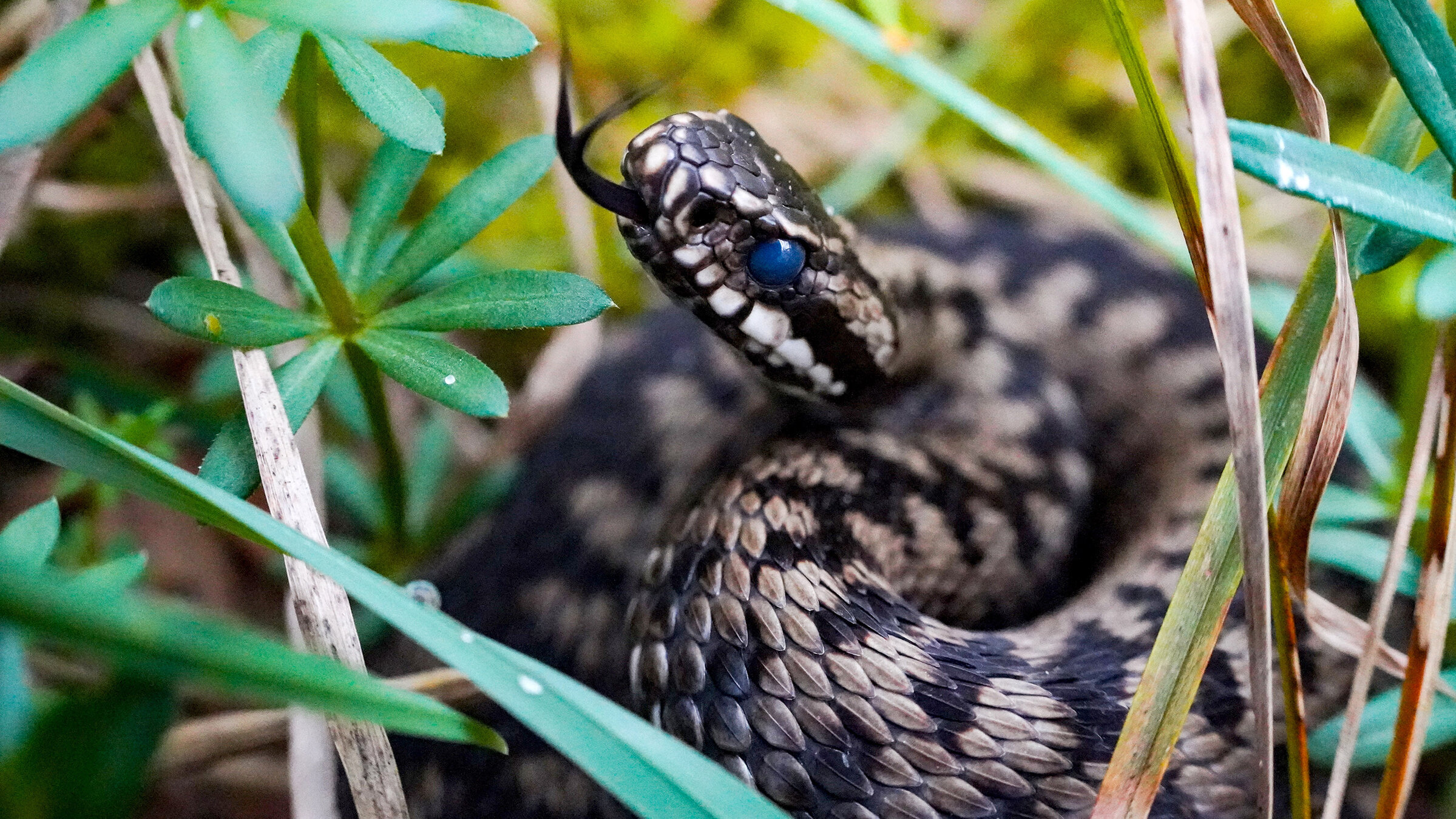 "Die Nordreportage: Wildes Rügen": Deutschlands einzige Giftschlange, die Kreuzotter, breitet sich auf Rügen wieder aus.