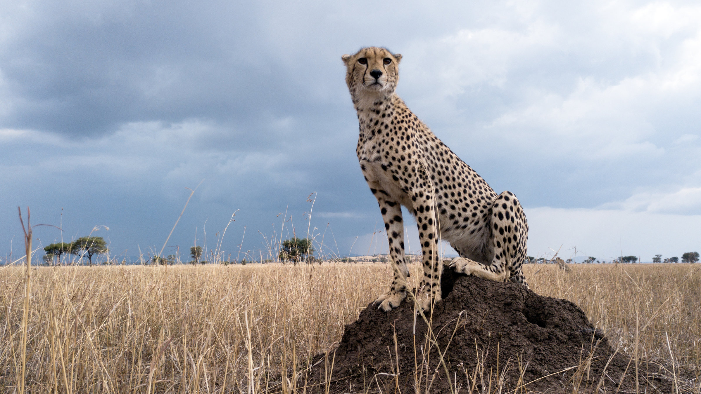 "Terra X: Serengeti - Zeit der Bewährung": Ein Gepard sitzt auf einem Erdhügel.