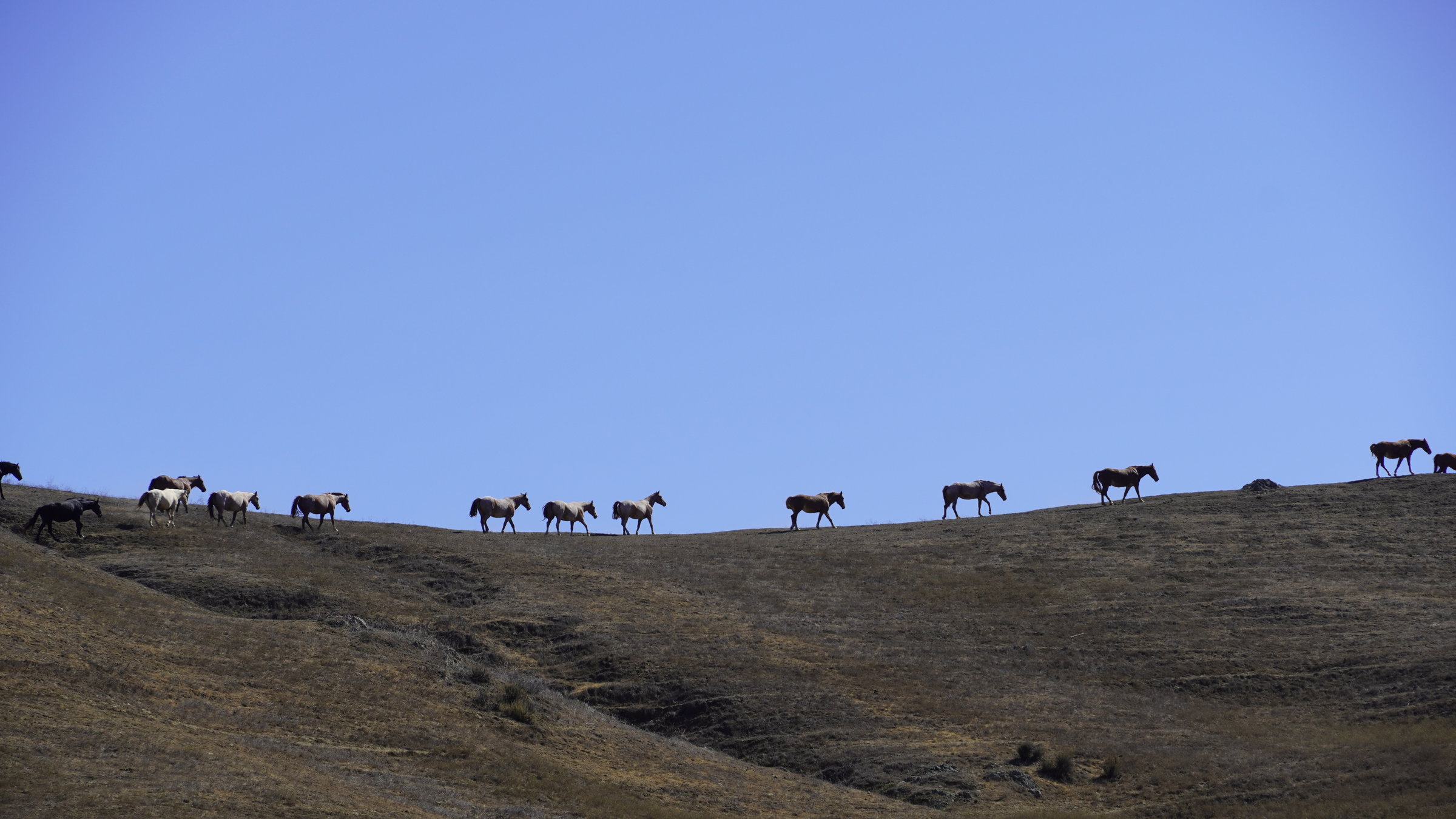 "Terra X: Amerikas versteckte Paradiese": Eine wilde Mustang-Herde zieht über einen Bergrücken.