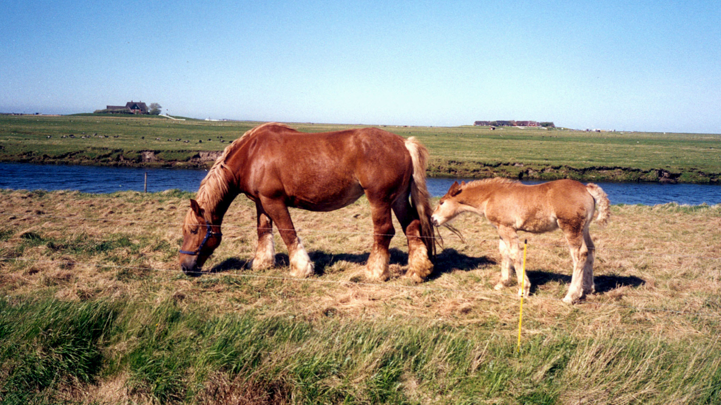 "Hallig Hooge - Die Nummer eins im Wattenmeer": Ein Pferd mit Fohlen steht auf einer Wiese in der Halliglandschaft.