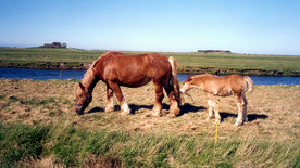 Hallig Hooge