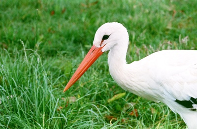 Der Flug der Störche