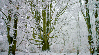 Unsere Wälder (2/3)