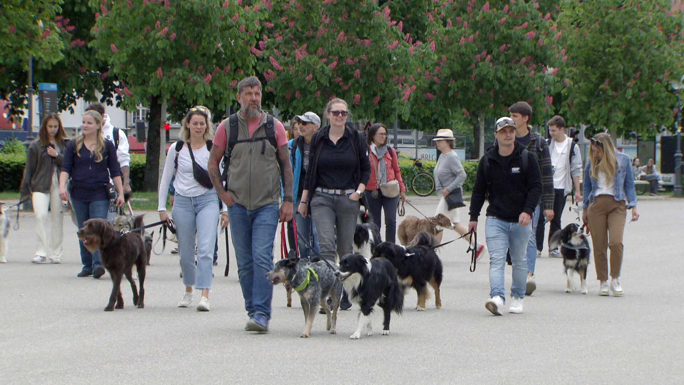 "Auf den Hund gekommen - Der Vorarlberger": Laut Statistik Austria lebt in jedem zehnten Vorarlberger Haushalt mindestens ein Hund - Tendenz steigend.