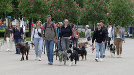 Auf den Hund gekommen - Der Vorarlberger<br/>zweitliebstes Haustier