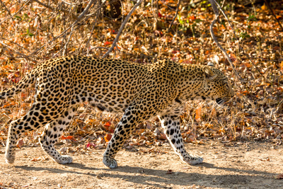 Malika jagt - Abenteuer einer Leopardin