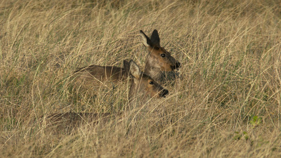 Strände Europas: Spiekeroog