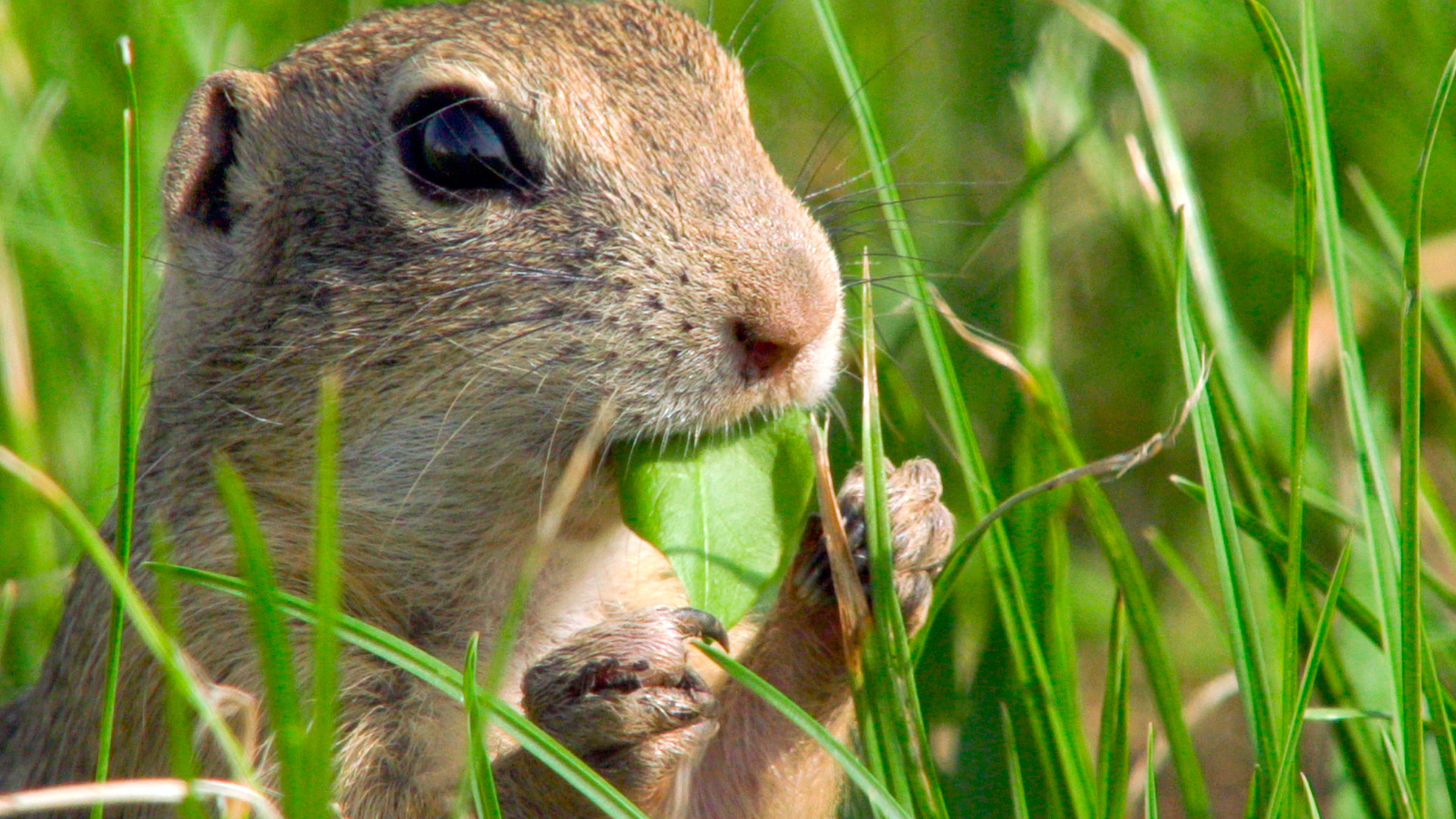"Die Elbe (1/2) - Vom Riesengebirge zur Sächsischen Schweiz": Ziesel sind an der Elbe sehr selten. Bei Kolin, auf einem kleinen Flugplatz, existiert noch eine Kolonie der kleinen Hörnchen. Ziesel waren früher in Tschechien sehr häufig, verschwanden aber mit der Einführung der industriellen Landwirtschaft.