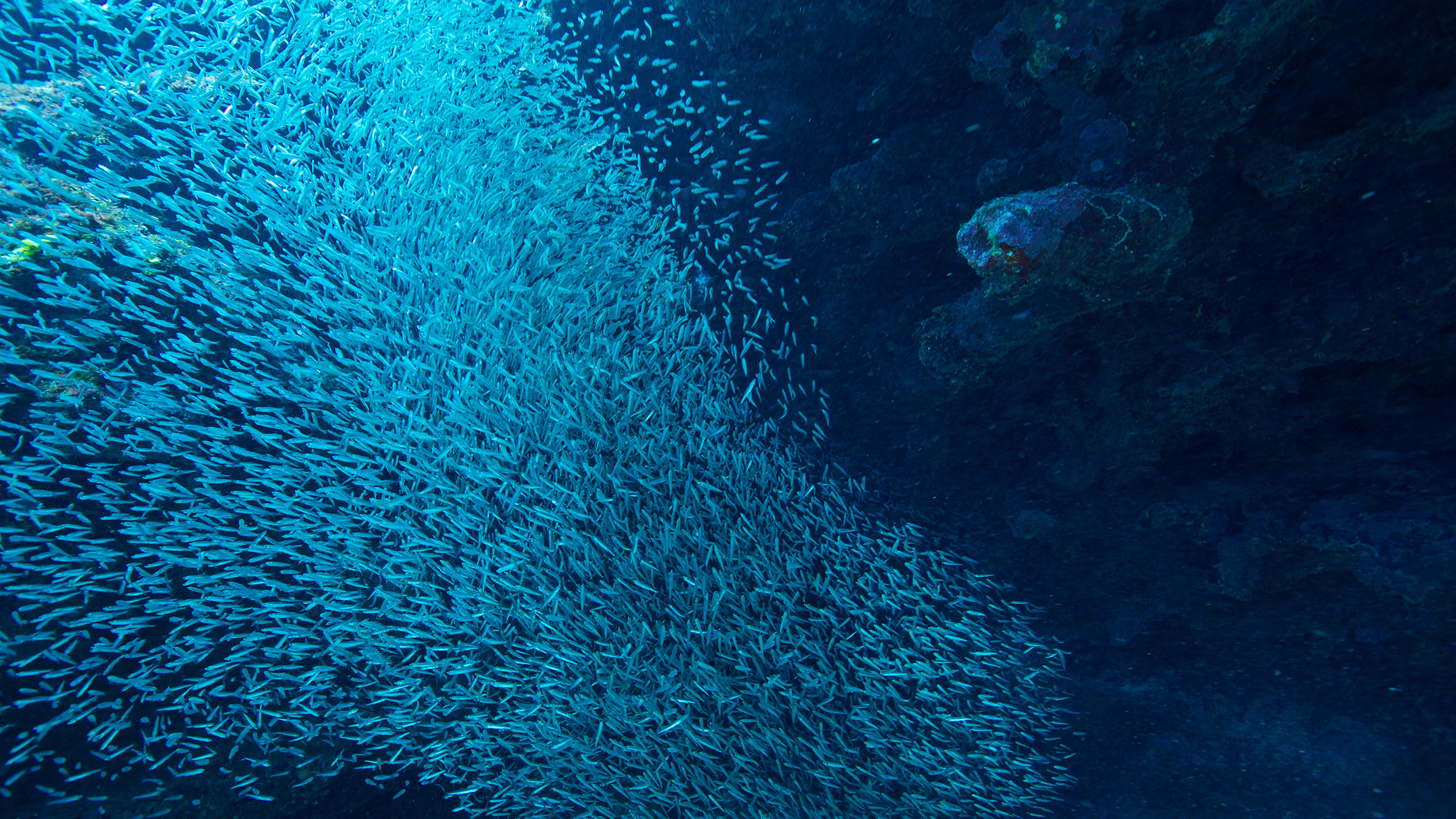 "Atlantik - Ozean der Extreme: Hitze und Hurrikans": Ährenfische bilden riesige Schwärme. Im karibischen Sommer flüchten sie vor der Sonne in große Unterwasserhöhlen.