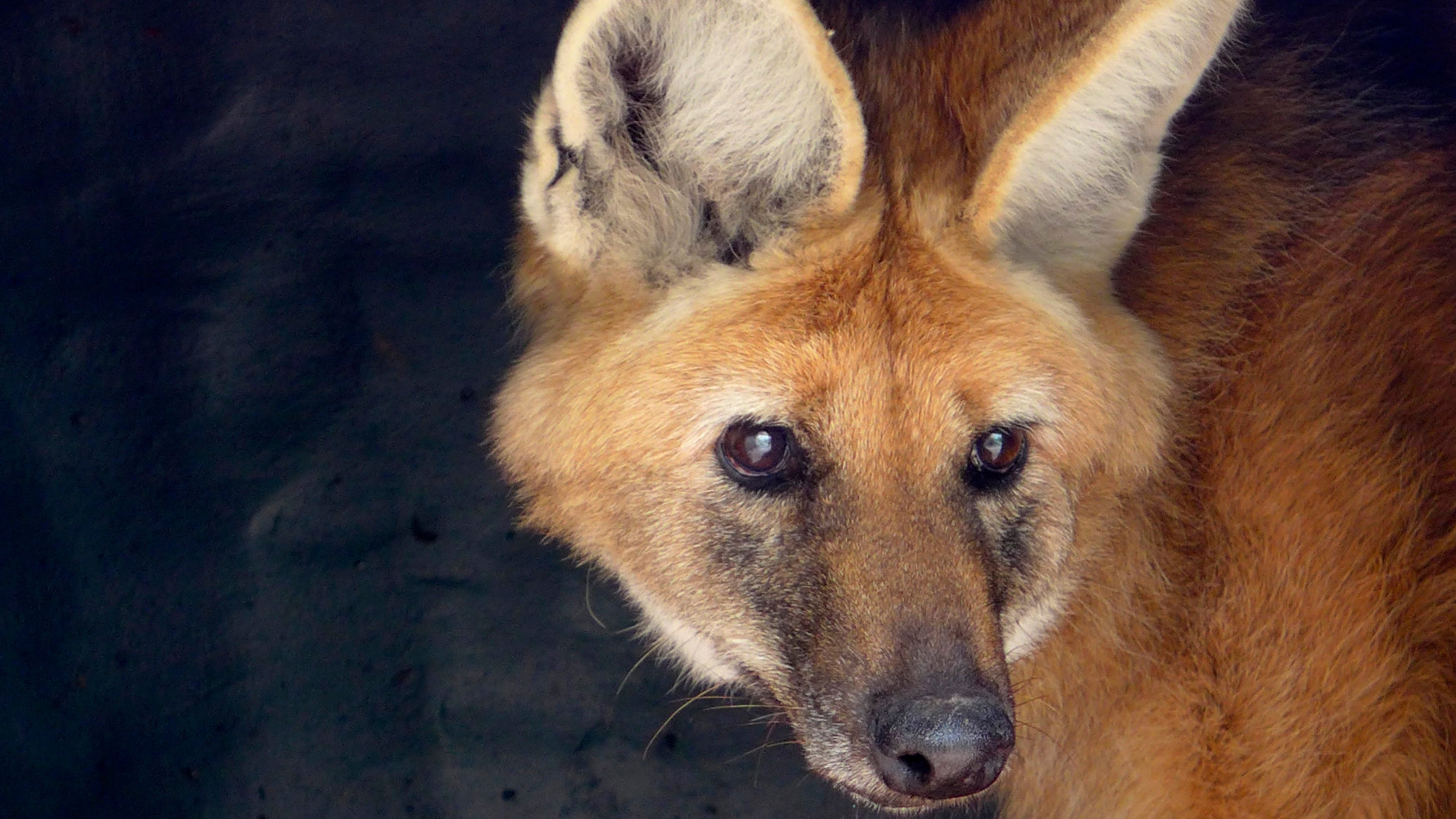 "Dem Mähnenwolf auf der Spur": Ein Mähnenwolf.