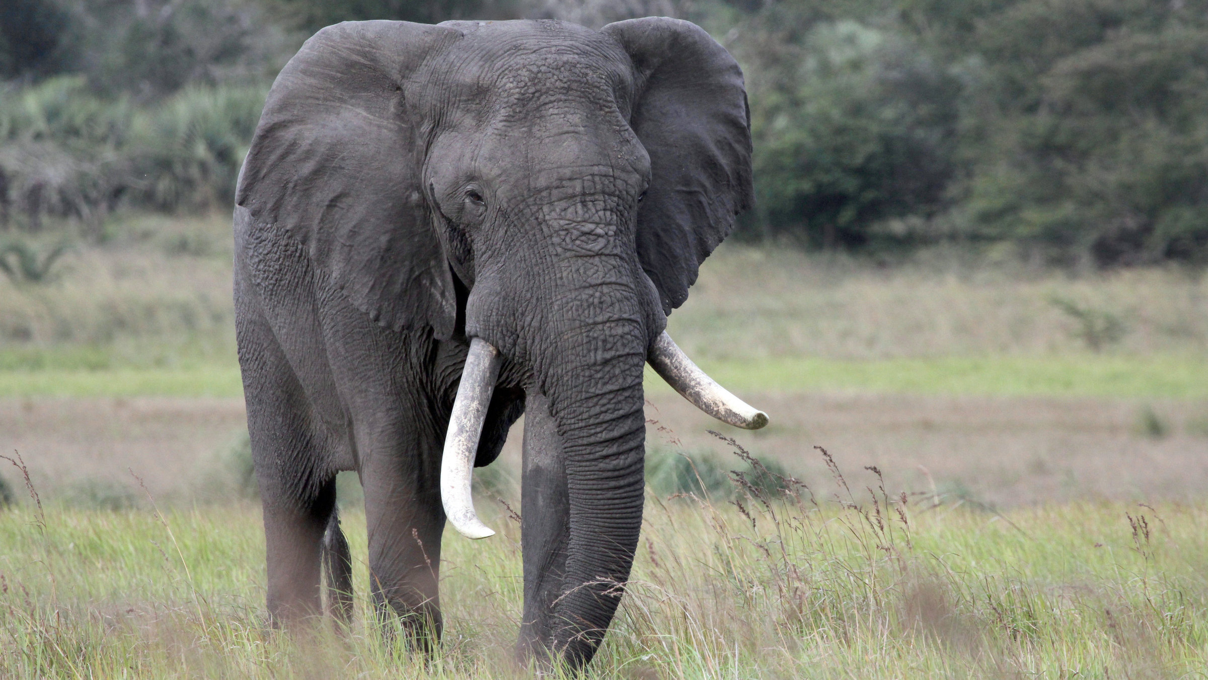 "Im Reich der Königselefanten - Das Tembe Wildreservat": Ein angehender Great Tusker.