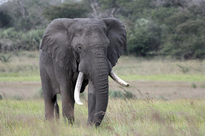 Im Reich der Königselefanten - Das Tembe Wildreservat<br/>in Südafrika