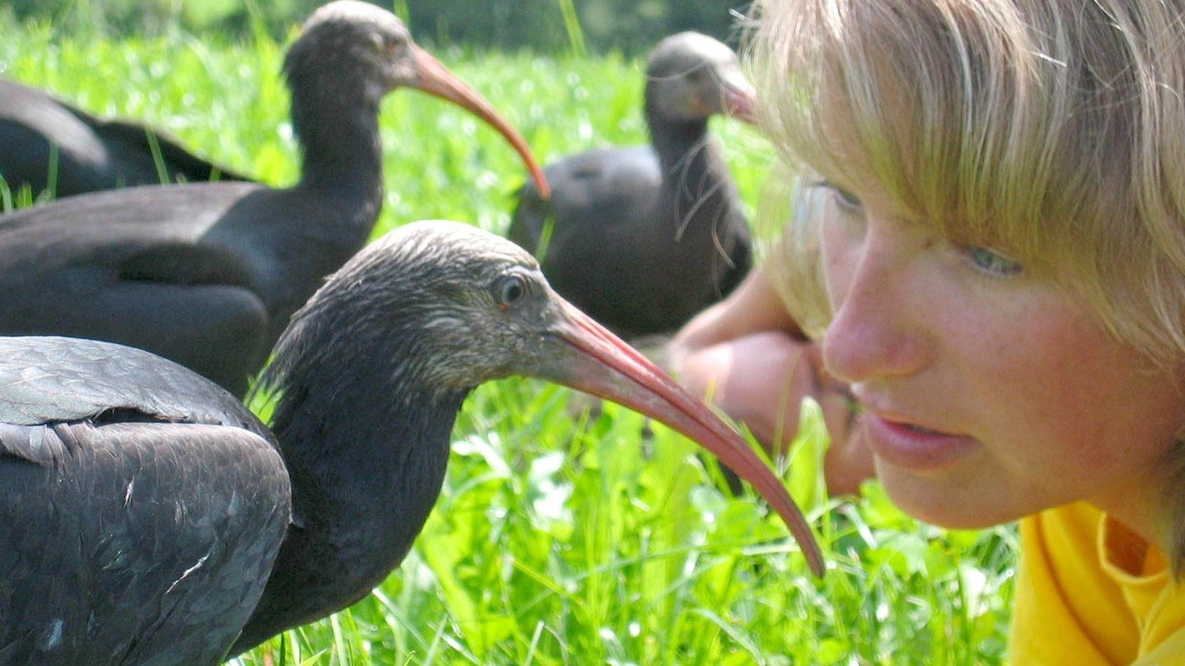 "Waldrapp - Ein Vogel im Aufwind" - Waldrappe und Ziehmutter Martina Schiestl.