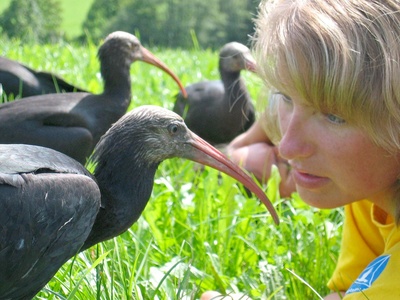 Waldrapp - Ein Vogel im Aufwind