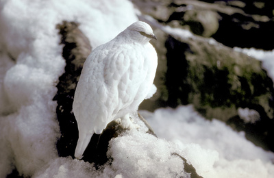 Die vier Alpen