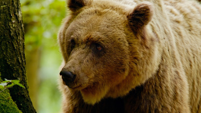 Der Karawankenbär - Auf den Spuren eines Grenzgängers