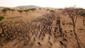 Serengeti: Zeit der Wanderung