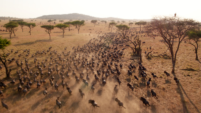 Serengeti (2/3)