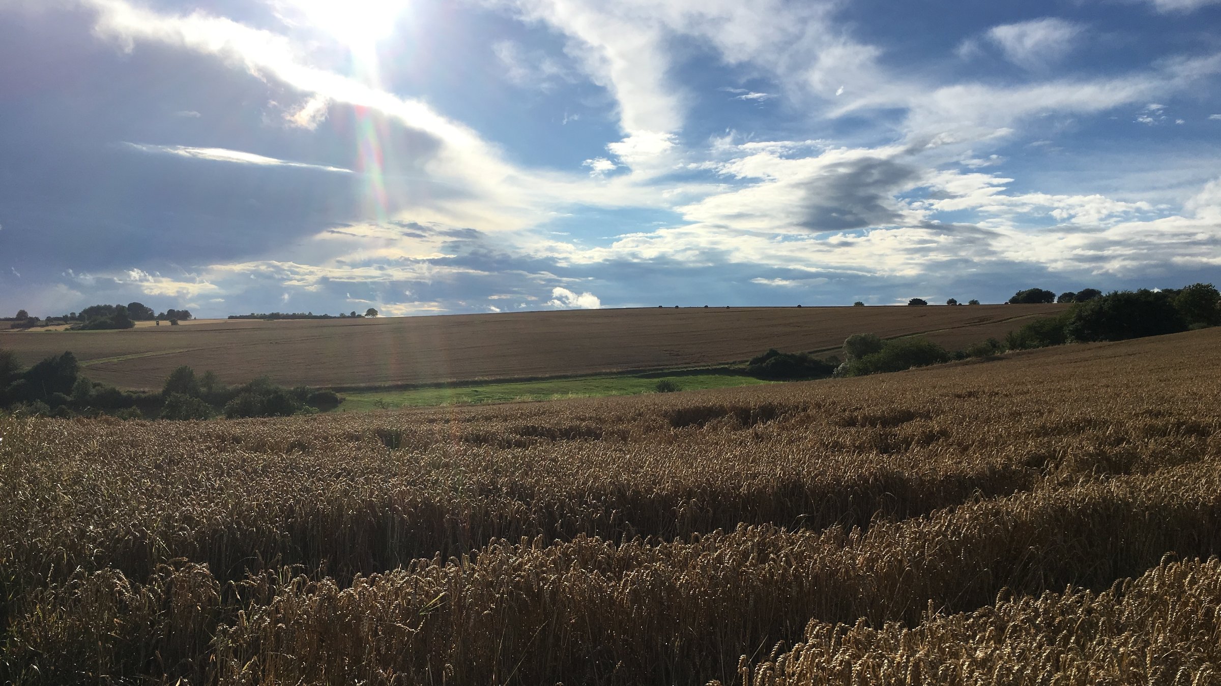 "ZDF.reportage - Alles anders auf dem Land": Getreidefeld im Sonnenlicht.