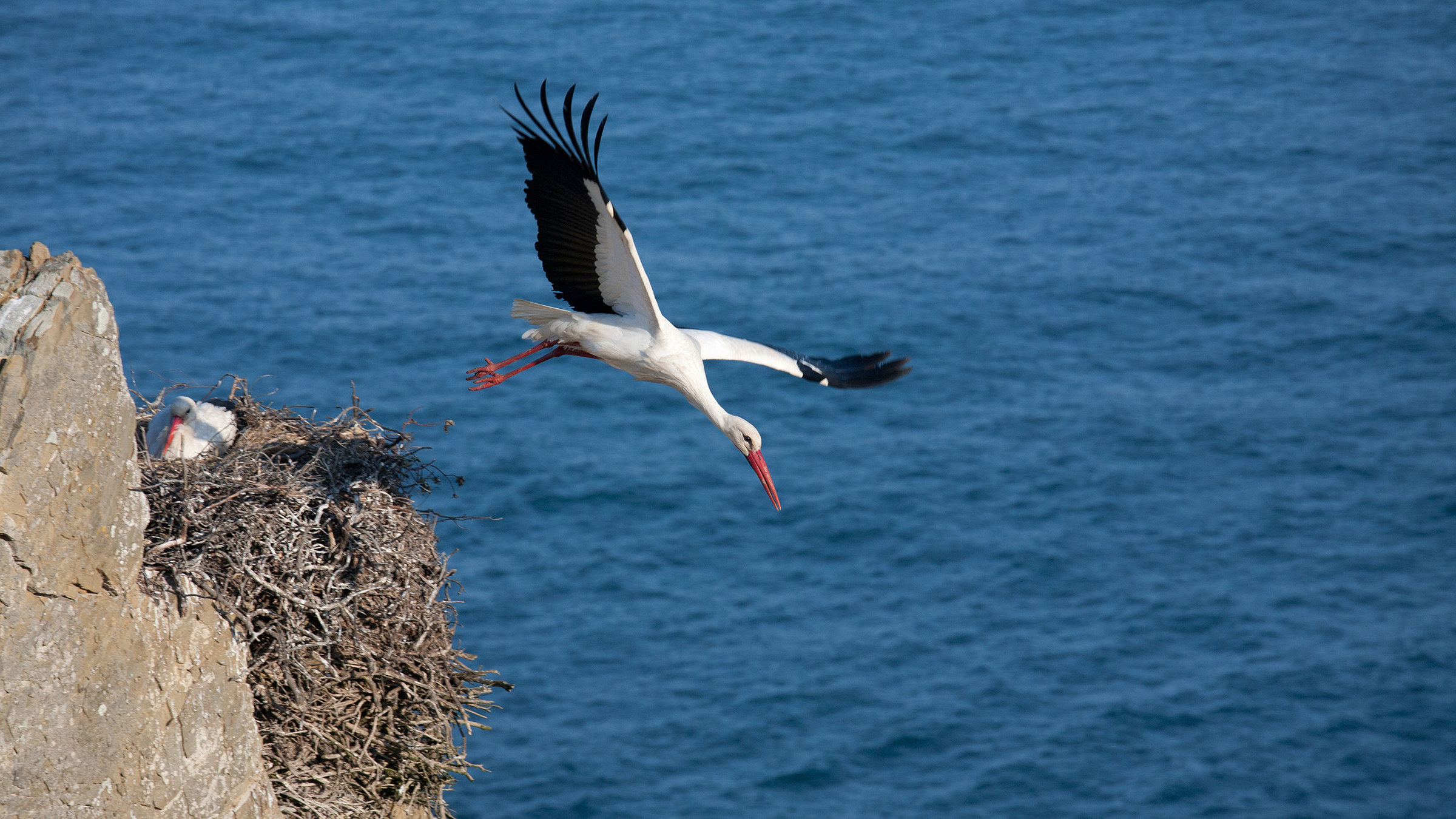 "Mit dem Frühling durch Europa: Vom Mittelmeer in die Alpen" - Weißstörche brüten in den Felsen an der Atlantikküste Portugals.
