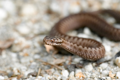 Im Reich von Kreuzotter & Co - Österreichs Schlangen hautnah