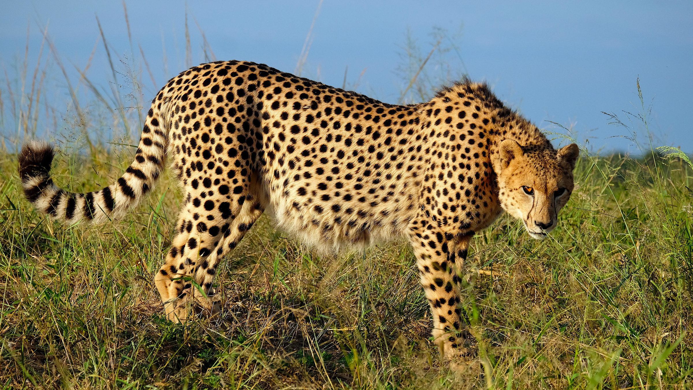 "Die Geparde von Phinda": Gepard in Nachmittagssonne.