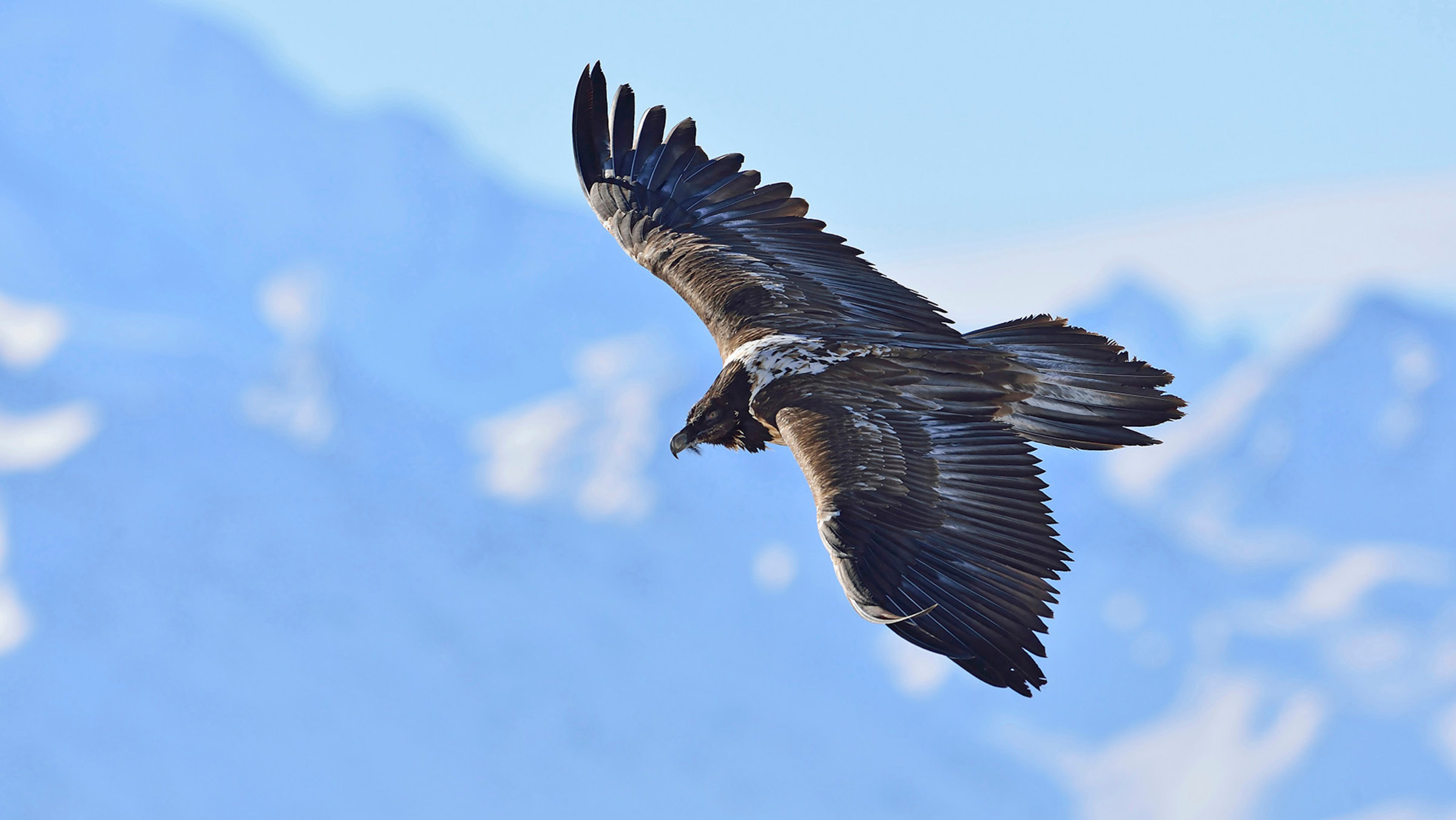 "Wildnis Europa - Der Bartgeier": Ein Bartgeier in der Luft