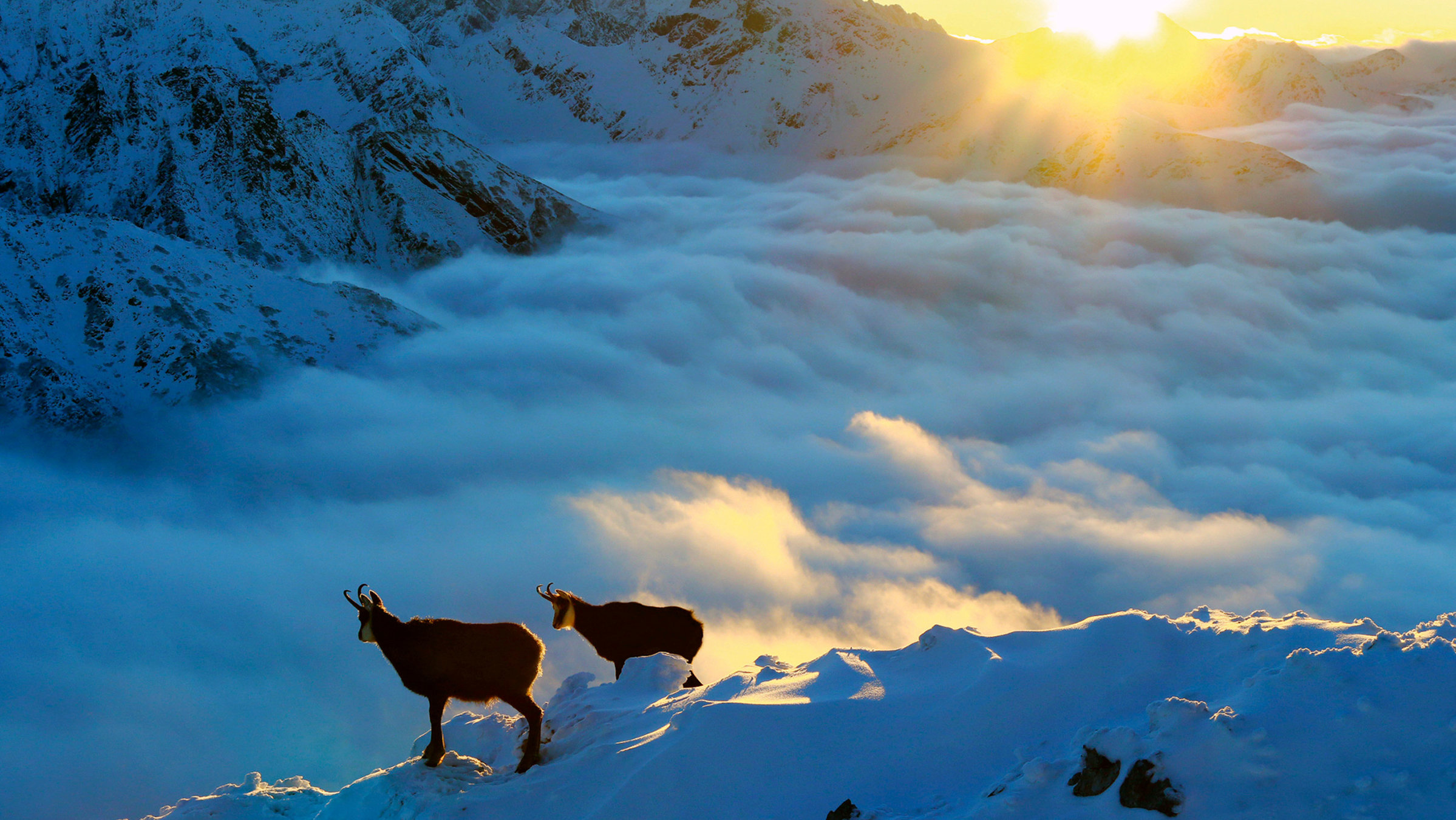 "Die Hohe Tatra - Leben am Abgrund": Leben über den Wolken – wie Schiffbrüchige haben Gämse nach der Eiszeit im Hochgebirge der Tatra überlebt und hier sogar eine eigene Unterart gebildet.