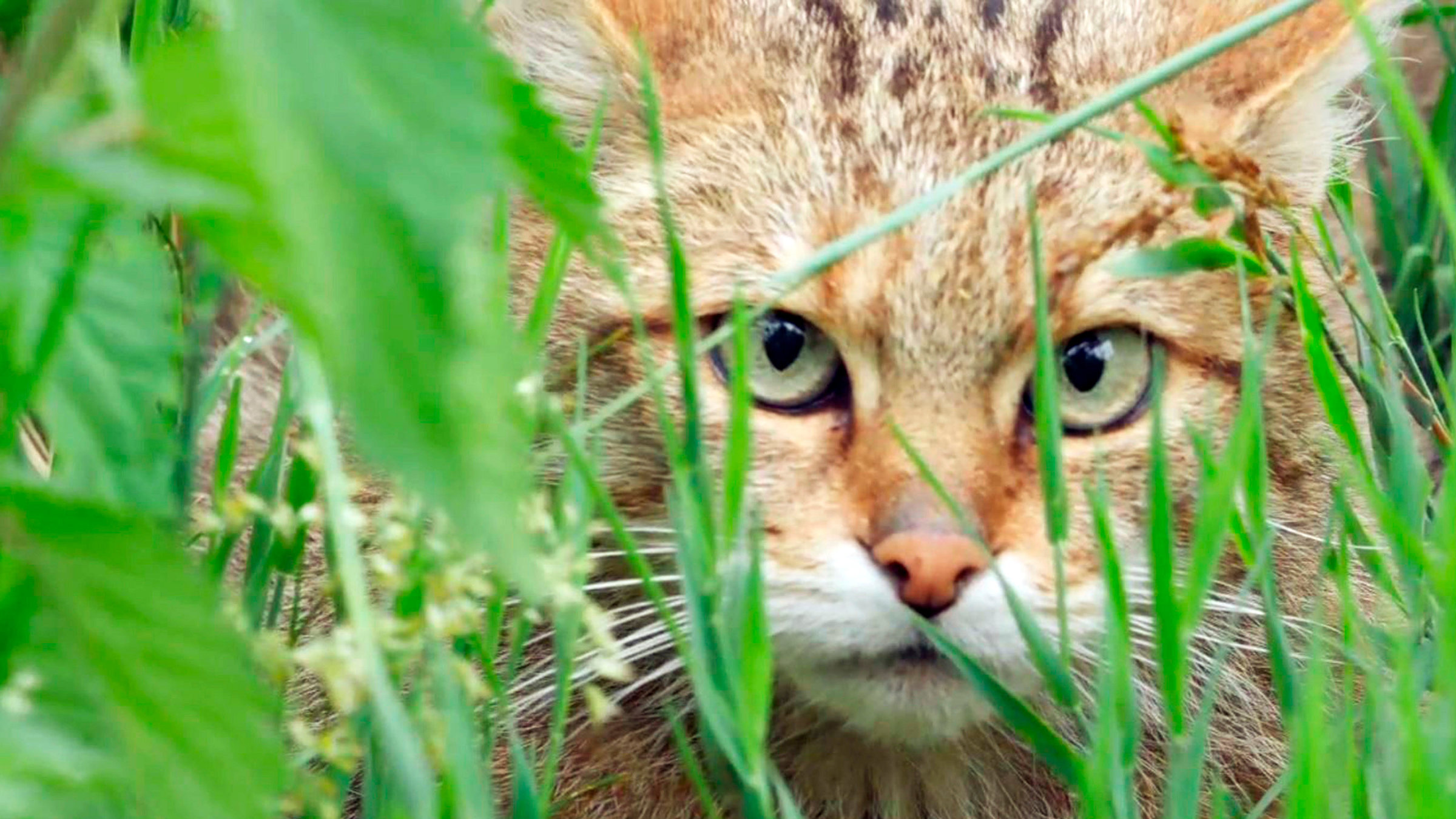 "Tierisch wild im Südwesten - Oberrhein und Kaiserstuhl": Wildkatze.