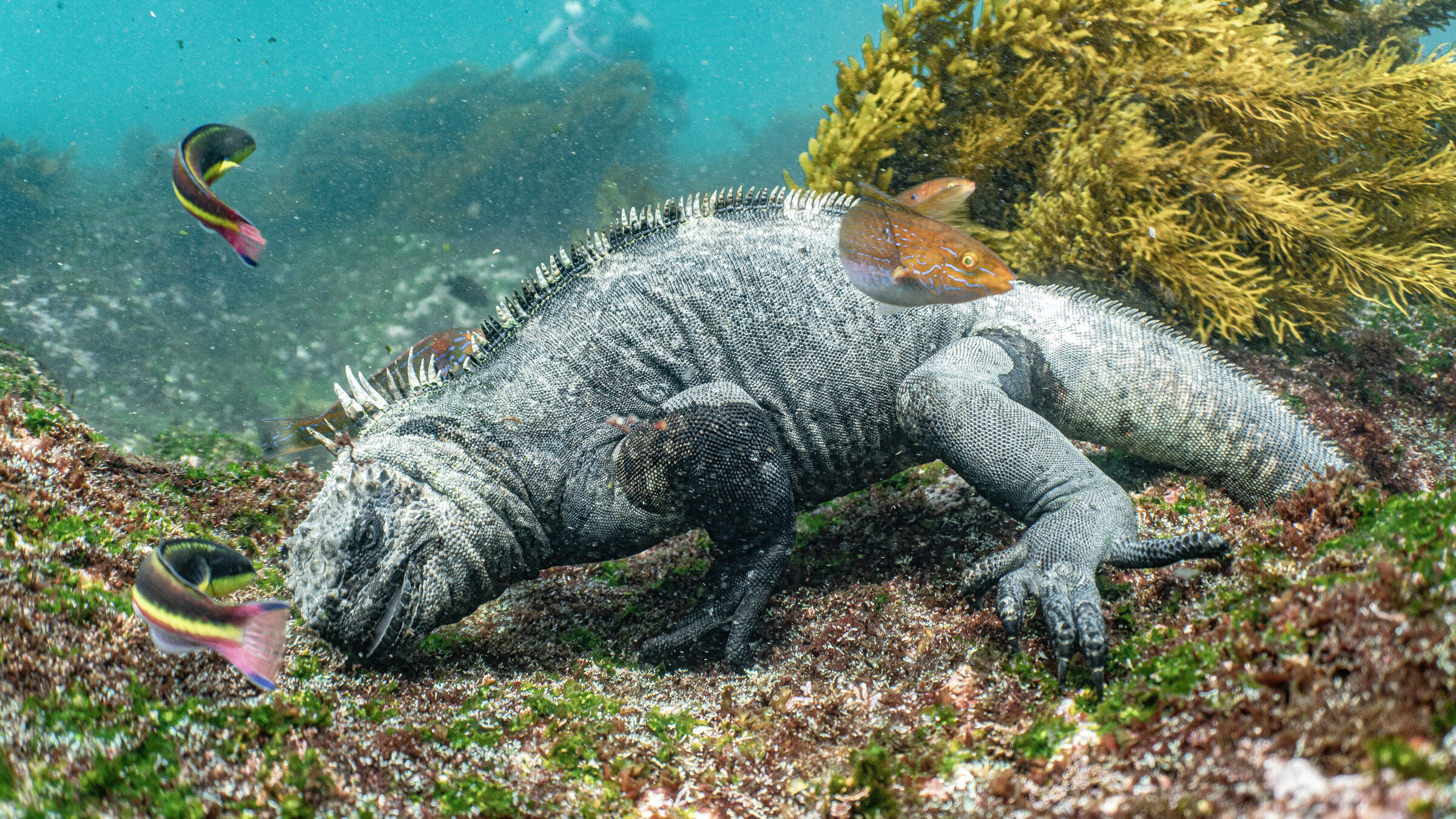 "Der ungezähmte Planet (2/3) - Galapagos": Meeresleguan.