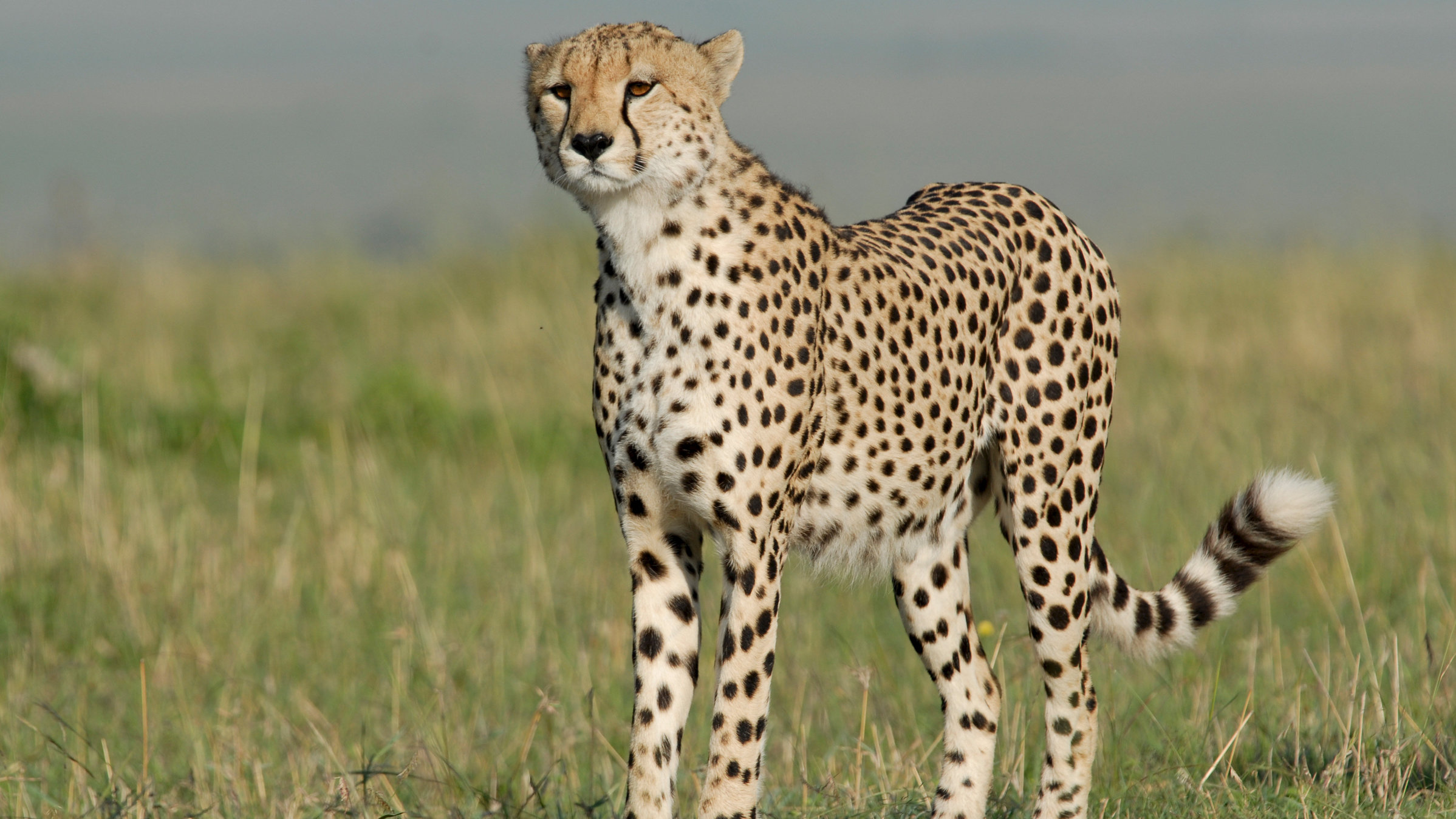 "Rift Valley: Der große Graben - Im Paradies der Tiere": Gepard im Massai-Mara-Naturschutzgebiet.