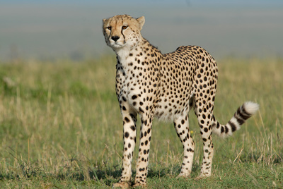 Rift Valley - Der große Graben: Im Paradies der Tiere