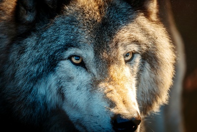Tierische Superhelden: Meister der Jagd