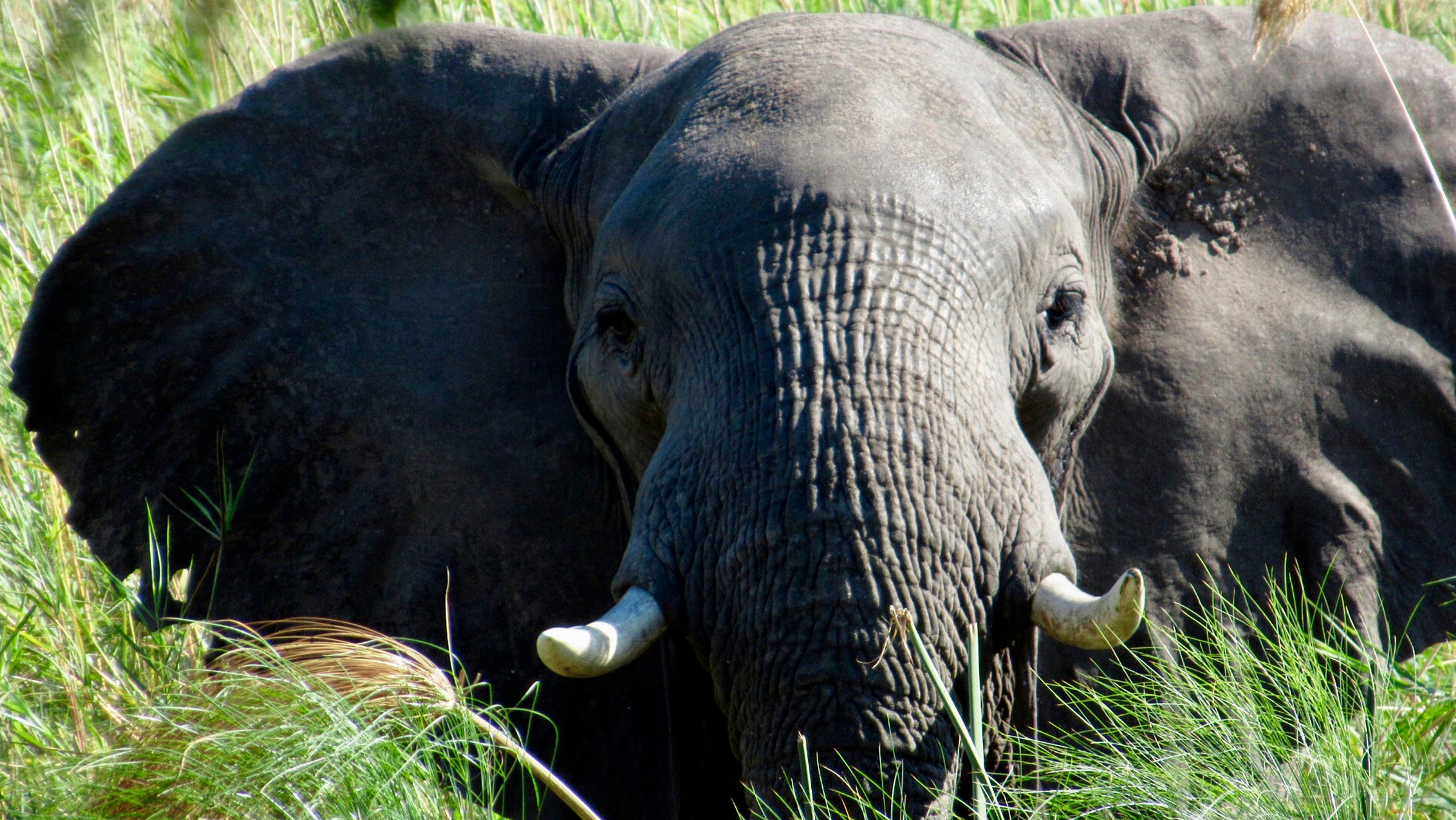 "Unentdecktes Nordnamibia - Eine Reise von Windhoek zum Okavango nach Botswana": Elefant in Botswana.