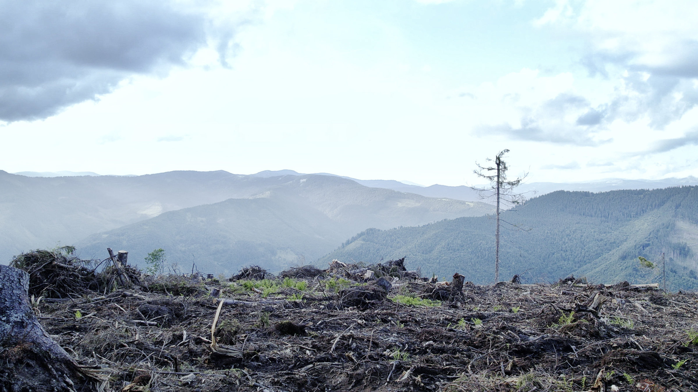 "auslandsjournal - die doku: Auf den Spuren der Umwelt-Mafia": Illegale Rodungen in den Karpaten in der Ukraine. Im Hintergrund ist ein intakter Wald zu sehen.